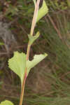 Florida cacalia